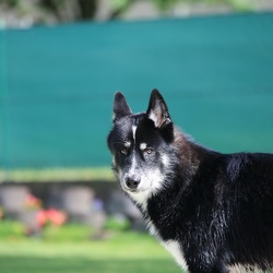 Hund